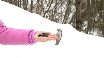 Titmouse bird in women's hand eats seeds, winter, slow motion video