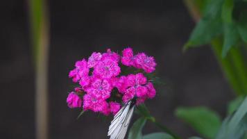 Aporia crataegi, Black Veined White butterfly in wild. White butterflies on Carnation flower video