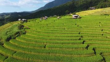 vista aérea del campo de arroz en terrazas en ban pa pong piang video