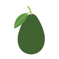 Avocado. Whole raw green fruit. Hand-drawn colored flat vector illustration isolated on white background.