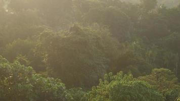 Aerial view of tropical forest in Malaysia at sunrise shines over spruce conifer treetops video