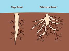 Tap root and fibrous root full colored vector illustrations with ground and blue sky background for biology student work book. Pictogram drawing with cartoon flat colored art style isolated.