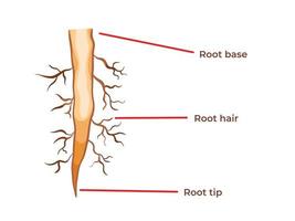 root hair → epidermal out growth; CHARACTERISTICS OF ROOTS FOR ABSORBING ..