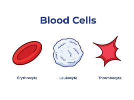 Sets of blood cells with clean outline line arts vector illustration isolated on white background. Pictogram drawing with cartoon flat art style for healthcare biology student education with texts.