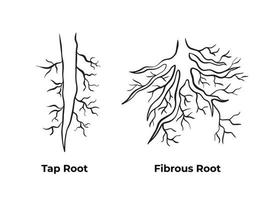 Tap root and fibrous root monochrome black and white outlined simple vector illustration isolated on plain background. Pictogram with cartoon simple art styed for biology student school book.