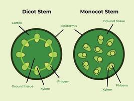 verde a todo color dicotiledóneas monocotiledóneas tallos planta estructura aislada. pictogramas de biología educativa que dibujan con arte plano simple moderno con descripciones detalladas. colección de conjuntos de ilustraciones vectoriales. vector