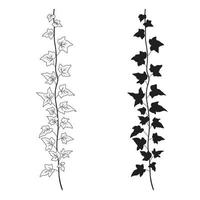 Ivy branch line art and silhouette. Vector monochrome botanical sketch isolated on white background. Creeper plant