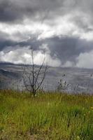 hierba de pradera verde alta en un campo con nubes oscuras pesadas foto