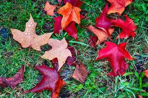 brillante vívido colorido otoño hojas de otoño foto