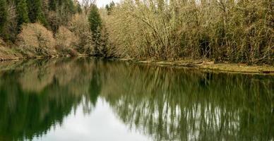 Green river bend reflecting moss covered bare trees in the early spring photo