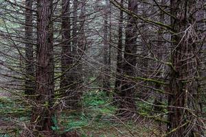 Autumn woodland forest with light showing 4 photo