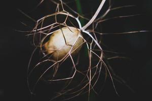 dead flower with twigs photo