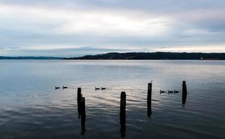 Canada Geese swimming in an inlet bay harbor photo