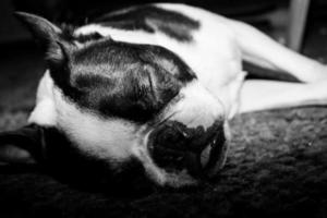 Sleeping Boston Terrier puppy laying on it's side photo
