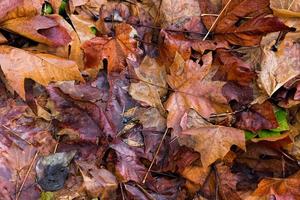 Brown, yellow, and green pile of autumn leaves photo