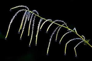 Dainty spider like plant with dew drops at the end of drooping hanging arms photo