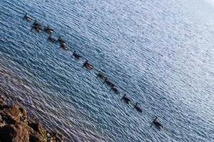 Canada Geese swimming in a row photo