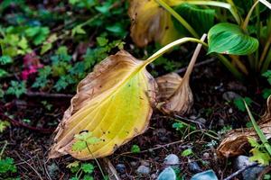 Bright vivid colorful autumn fall leaves photo