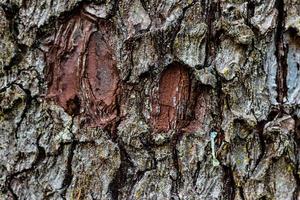 Aged worn tree bark close up with small moss photo
