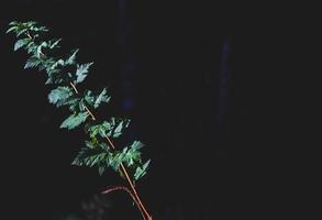 Green forest floor leaves growing with space for text photo