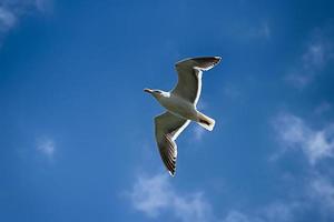 Seagull flying against a blue sky photo