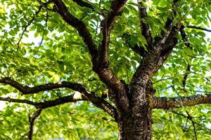 Tree branches under the forest canopy photo
