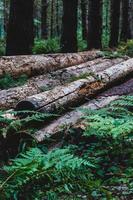 Cut tree logs stacked in a pile with ferns and plants growing photo