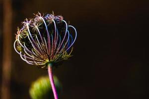 plantas verdes del suelo del bosque que crecen foto