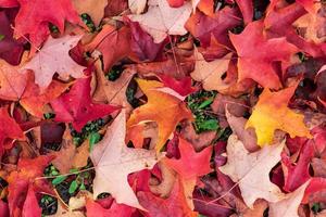 Bright vivid colorful autumn fall leaves photo