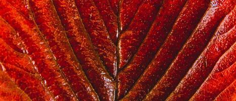 Red plant macro repetitive pattern texture photo