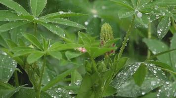 Closeup of fresh vivid green lupine leaves and pink buds under rain video