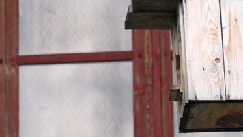 White wagtail flies out of a birdhouse or nest. Bird feeds chicks. Flight of a bird from the nest, slow motion video