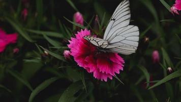 aporia Crataegi nero venato bianca farfalla su rosa garofano fiore video
