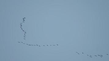 Herde von Gänsen, die gegen einen blauen Himmel fliegen video