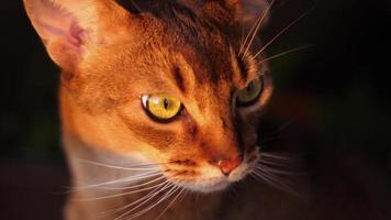 portrait de chat abyssin sur une loggia aux rayons du soleil couchant video