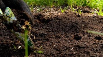 close-up da mão de um homem em luvas cavando o solo para o cultivo de plantas. conceito de agricultura e produtos orgânicos video