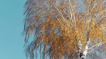 herfst winderig het weer. berk met geel gouden bladeren. blad val. gouden boom bladeren. video