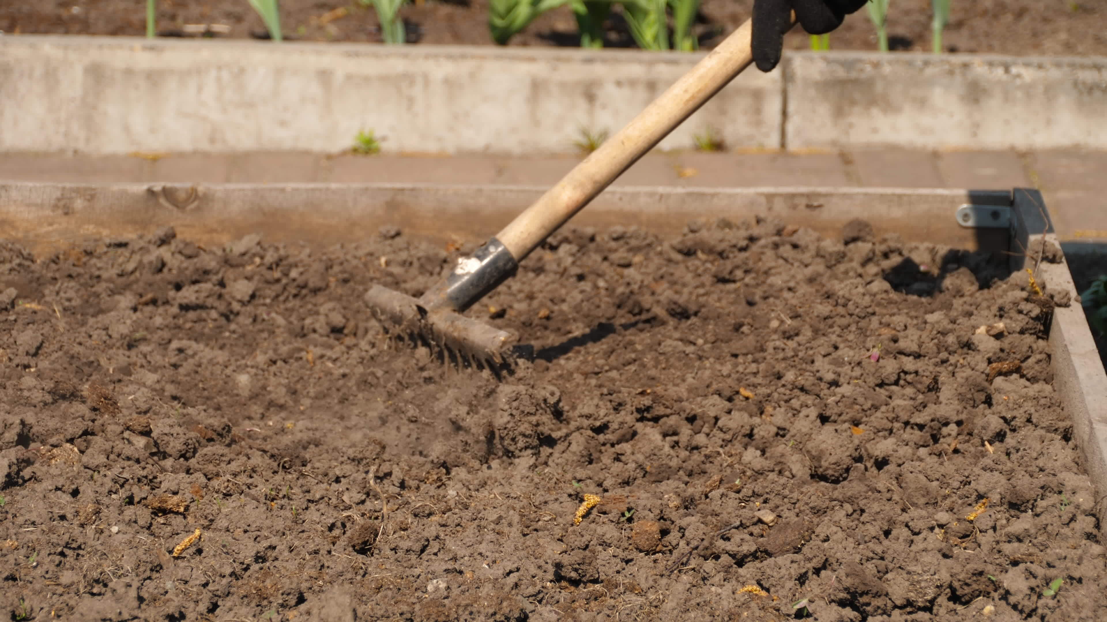Preparing The Soil For Planting Seedlings And Sowing Seeds Using A 