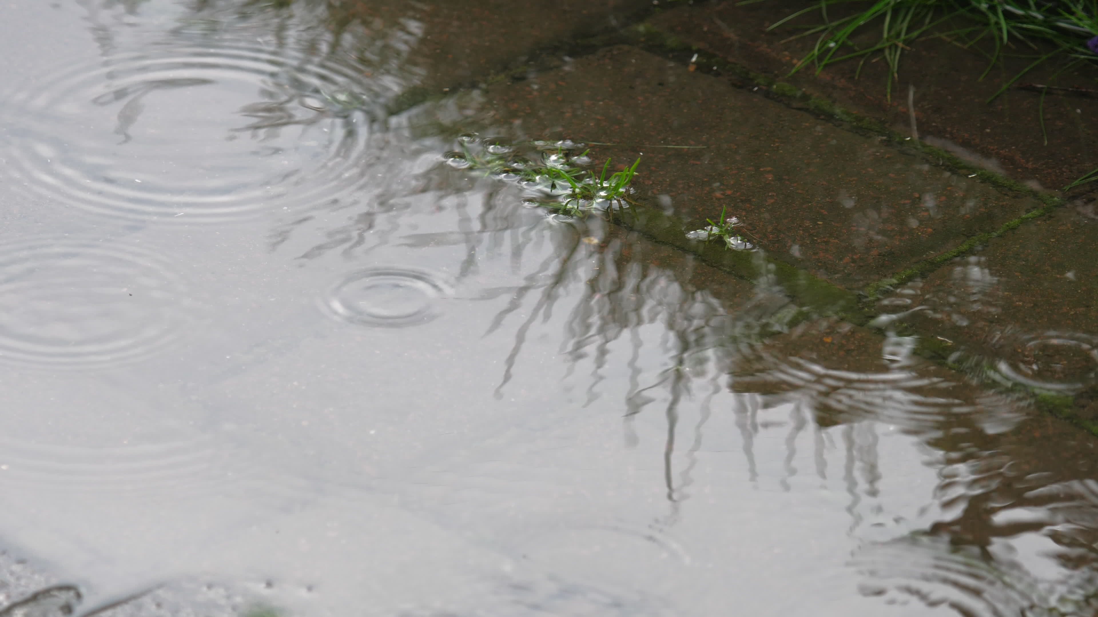 Raindrops make small bubbles in puddles. 15446058 Stock Video at Vecteezy