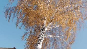 concetto autunno, modificare di stagione. autunno betulla albero con giallo le foglie su un' blu cielo sfondo video