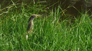 Wild heron bird in tall green grass in the swamp video