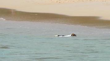 cane giocando con un' bastone su il mare costa. cane in esecuzione e piegare vicino il mare su il sabbia a estate video