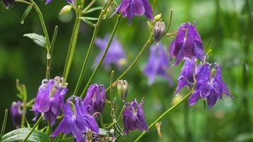 Aquilegia on blurred green background of summer garden under rain. Orlik flower or catchment video