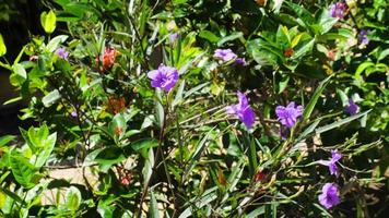 tropicale fiori, cespugli nel il giardino su un' estate soleggiato giorno video