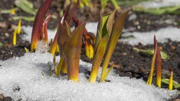 Timelapse snow melts, Tulip flowers grow in the garden. Spring season concept video