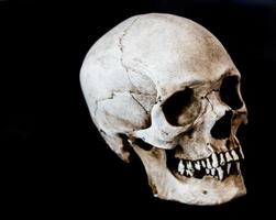 cráneo humano de fibra de vidrio orientado a 45 grados a la derecha con fondo negro foto