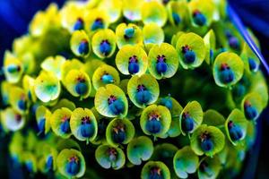 Beautiful green petal plant with blue dangle photo