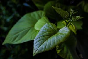 Lush green leaf and surrounding foliage photo