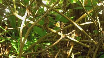 Big butterflies feeding and fly at jungle, slow motion video