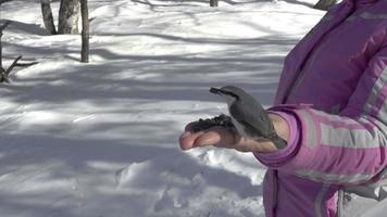 Nuthatch and titmouse birds in women's hand eats seeds, winter video